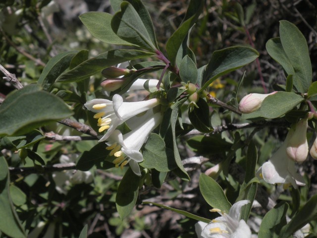 001_Lonicera pyrenaica.jpg