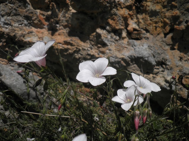 002_Linum suffruticosum.jpg