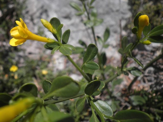 003_Jasminum fruticans.jpg