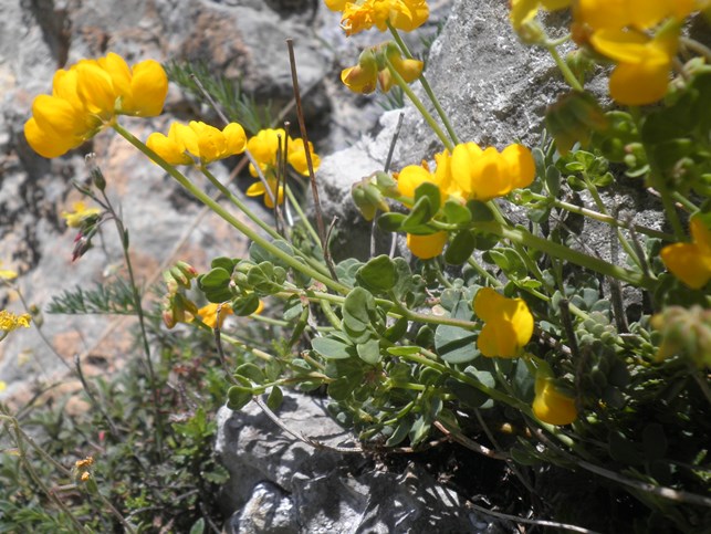 005_Coronilla minima.jpg