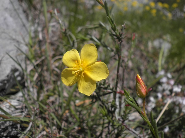 006_Fumana procumbens.jpg