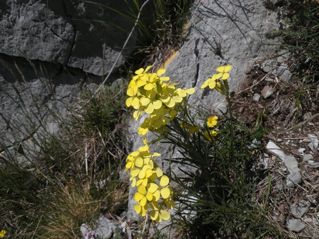 007_Erysimum seipkae.jpg