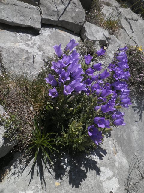 008_Campanula speciosa.jpg