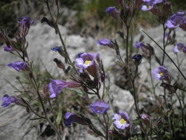 009_Chaenorrhinum origanifolium.jpg