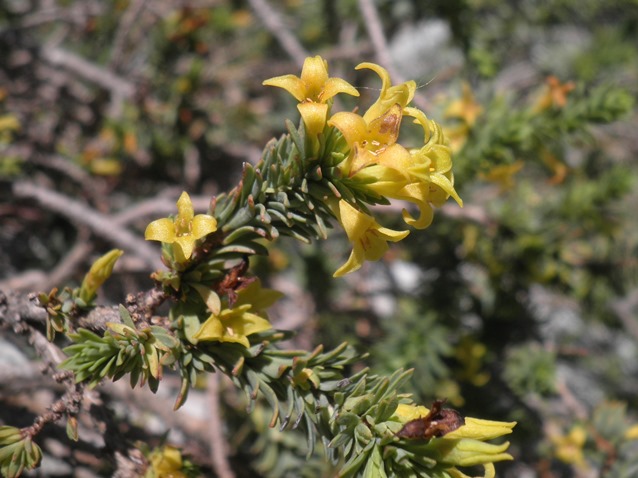 010_Thymelaea dioica.jpg