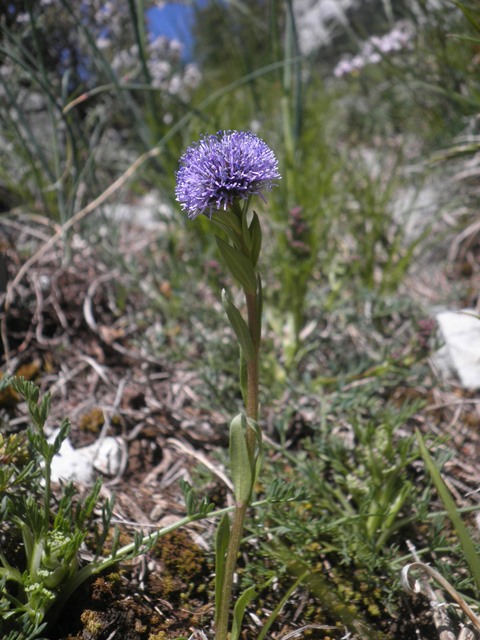 011_Globularia bisnagarica.jpg