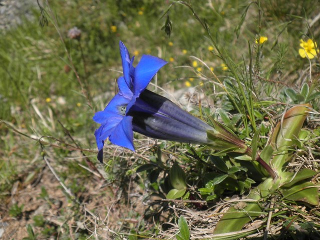 012_Gentiana occidentalis.jpg