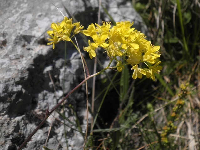 016_Erucastrum nasturtiifolium.jpg