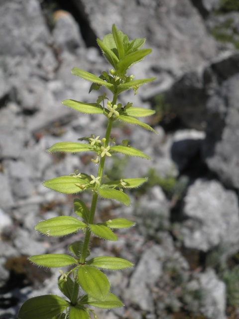 019_Cruciata glabra.jpg