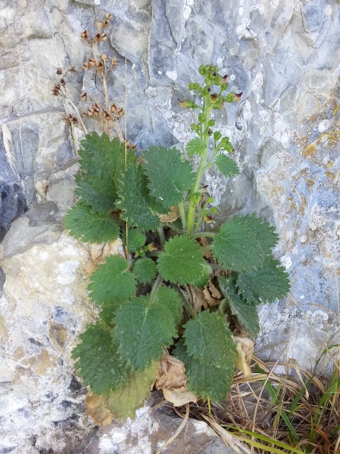 020_Scrophularia pyrenaica.jpg