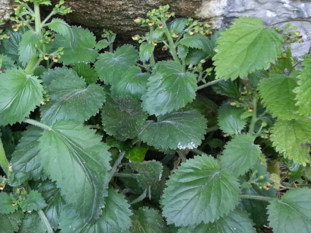 Scrophularia pyrenaica & Urtica dioica.jpg