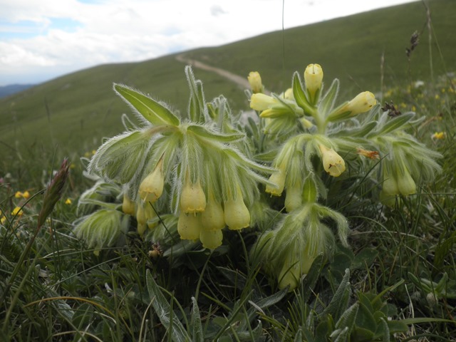 01_Onosma tricerosperma ssp alpicola.JPG