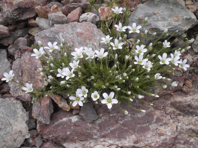 03_Arenaria grandiflora.JPG