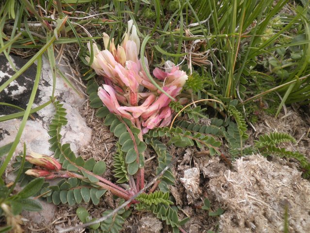 06_Astragalus monspessulanus ssp gypsophilus.JPG