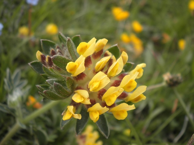 09_1_Anthyllis vulneraria ssp forondae.JPG