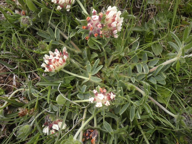 10_Anthyllis vulneraria_ssp vulnerarioides.JPG