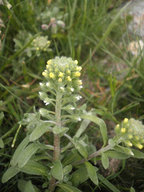 13_Alyssum alyssoides.JPG