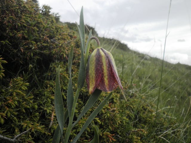 15_Fritillaria pyrenaica.jpg