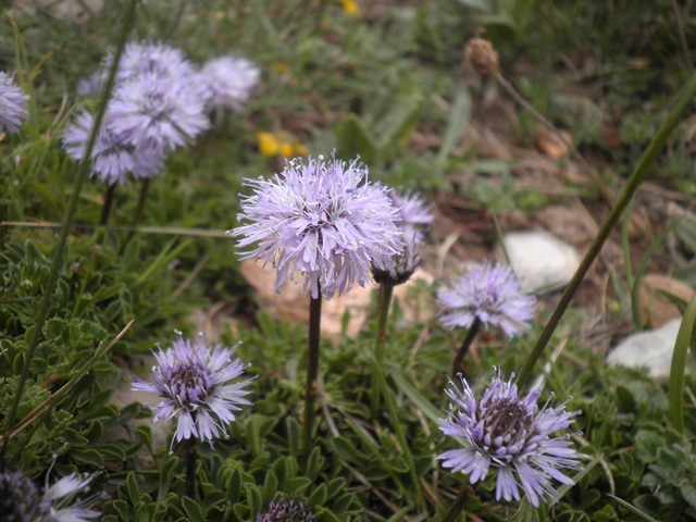 16_1_Globularia cordifolia.JPG