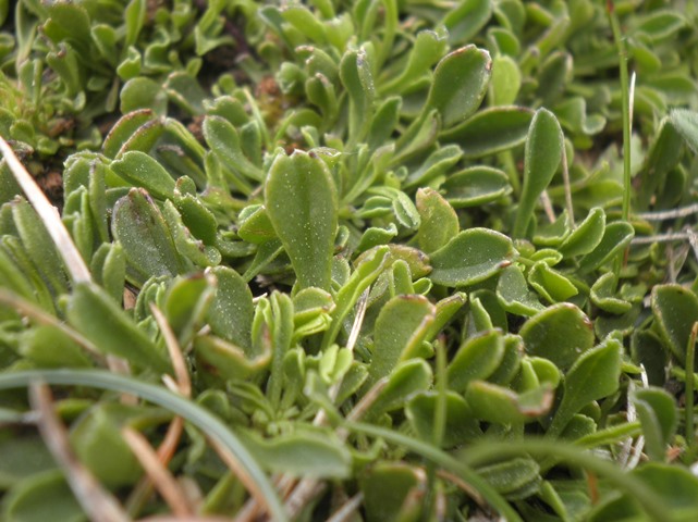 16_2_Globularia cordifolia.JPG