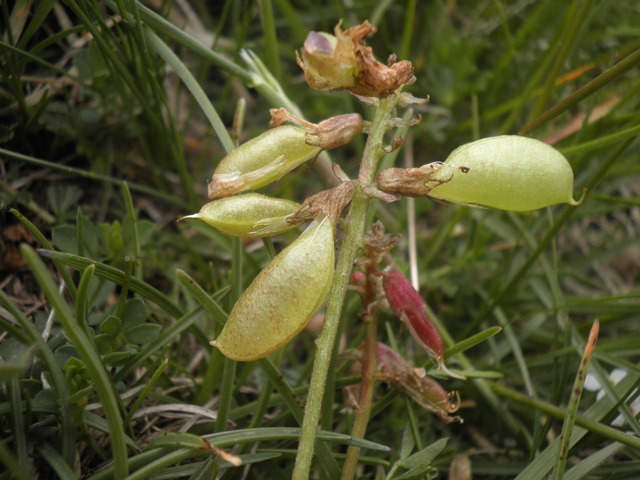 05_2_Astragalus australis.JPG