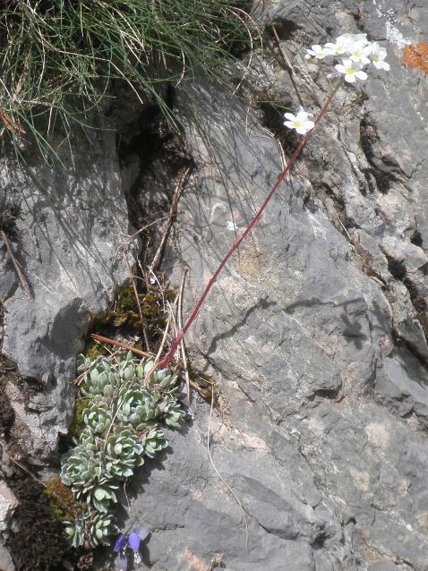 01_Saxifraga paniculata.JPG