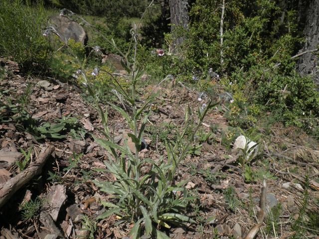 03_Cynoglossum dioscoridis.JPG