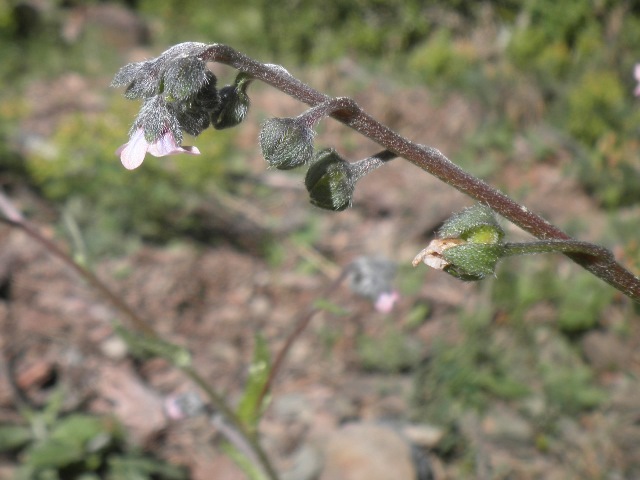 04_Cynoglossum dioscoridis.JPG