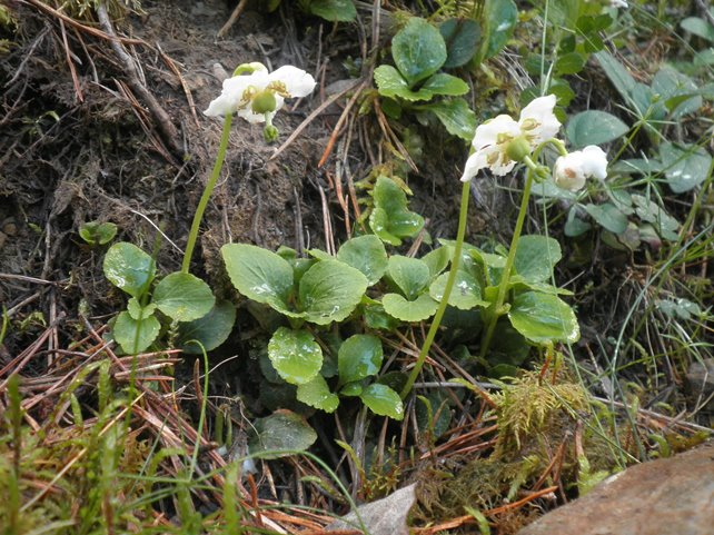 05_Moneses uniflora.JPG