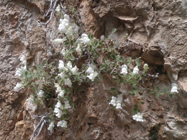 06_Antirrhinum molle.JPG