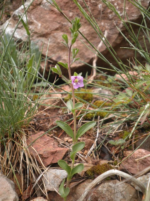 07_Veronica fruticulosa.JPG