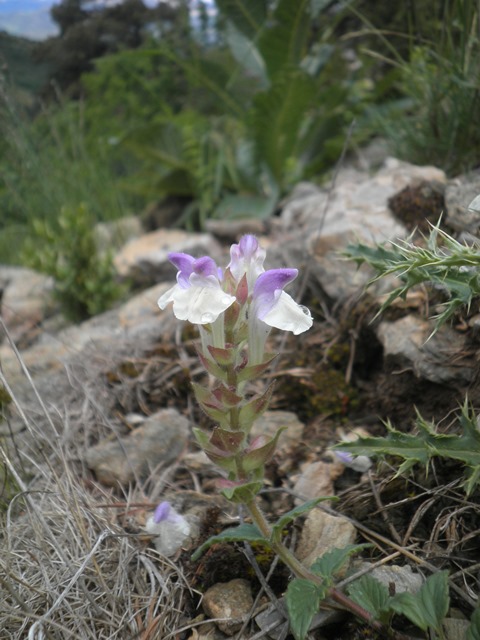 09_Scutellaria alpina.JPG