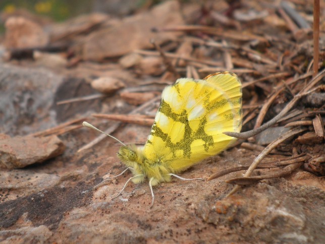 10_Anthocaris euphenoides_male.JPG