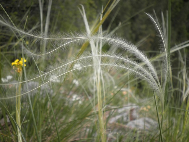 11_Stipa eriocaulis.JPG