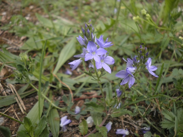 13_Veronica teucrium.JPG