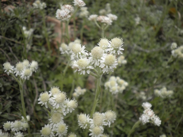 14_Antennaria dioica.JPG