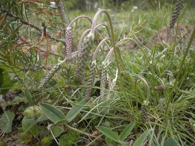 15_Plantago holosteum.JPG