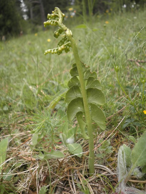 16_Botrychium lunaria.JPG