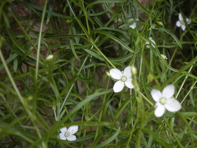 17_Moehringia muscosa.JPG