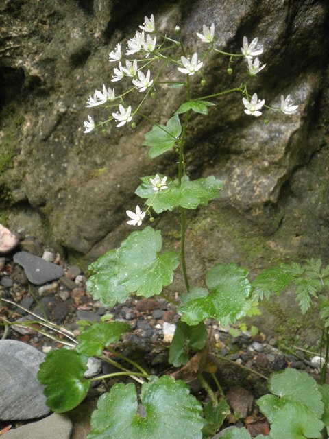 20_Saxifraga rotundifolia.JPG