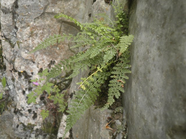 22_Asplenium fontanum.JPG