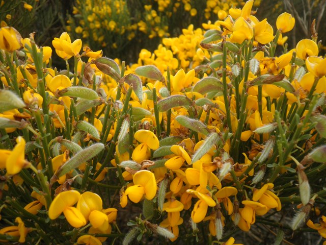 15_1_Cytisus oromediterraneus.JPG