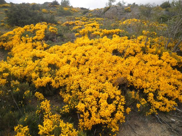 15_2_Cytisus oromediterraneus.JPG