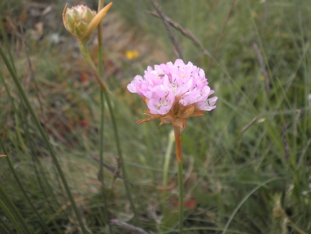 14_Armeria arenaria.JPG