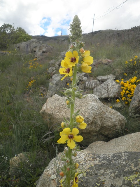 13_Verbascum boerhavii.JPG