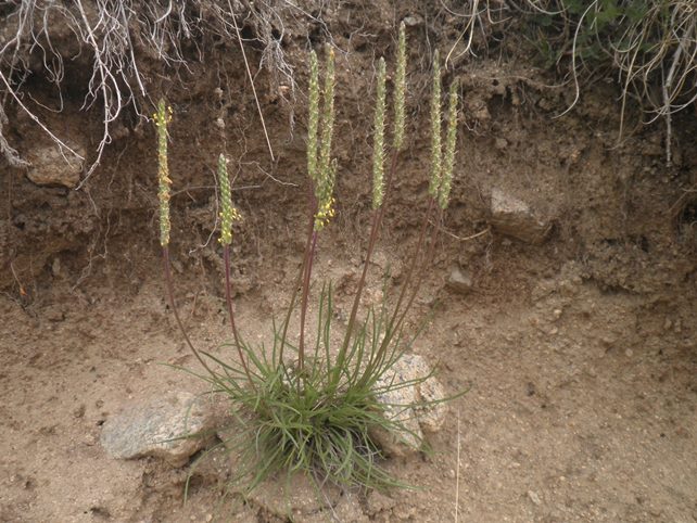 12_Plantago holosteum.JPG