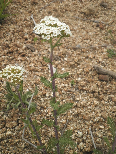 11_Achillea odorata.JPG