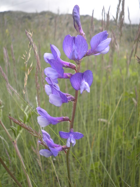 09_Vicia onobrychioides.JPG