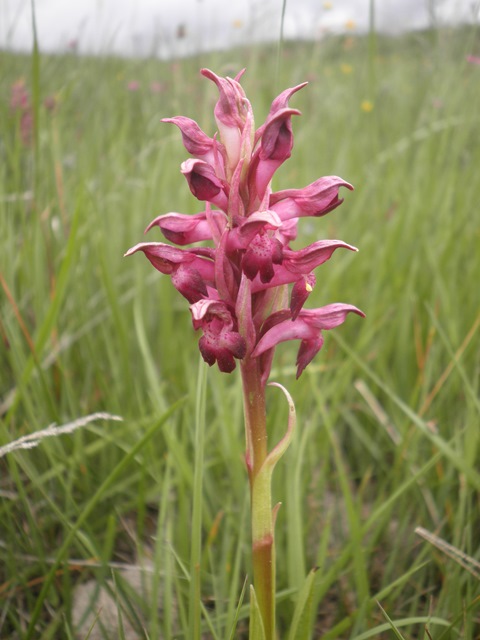 08_Anacamptis coriophora ssp martrinii.JPG