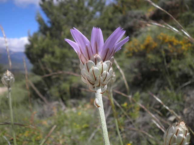 07_Catananche caerulea.JPG